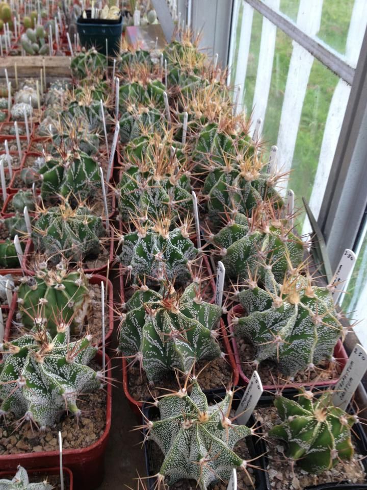 Kent and Conniseurs Cacti ( south east ) UK